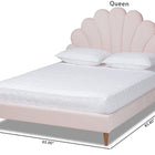 Baxton Studio Odille Modern Glam Light Pink Velvet Upholstered Walnut Brown Finished Wood Queen Size Seashell Shaped Platform Bed